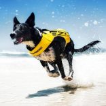 EzyDog DFD X2 Boost Mentőmellény M 66-75 cm Kék