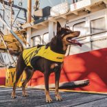 EzyDog DFD X2 Boost Mentőmellény S 56-65 cm Rózsaszín