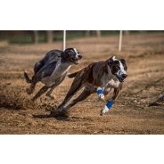 Emelt energiatartalom (munka-sport-vemhesség)