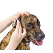 Ear, Eye Care / Fül és Szemkörnyék ápolás