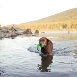 Chuckit! Amphibious Boomerang Medium