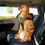 EZYDOG DRIVE hám M