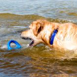 Rogz Pop-Upz S Rózsaszín